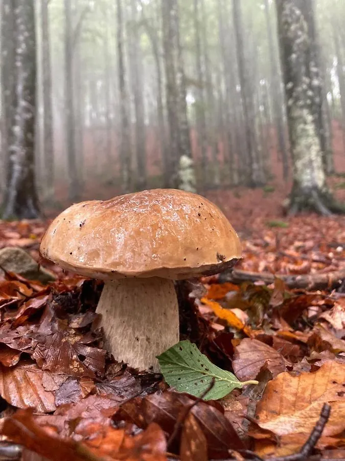 La Casa Nel Bosco Villa Pontolo Italy